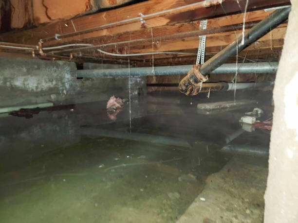 Best Basement water damage restoration  in Decorah, IA